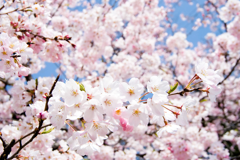 Cherry blossoms in Japan